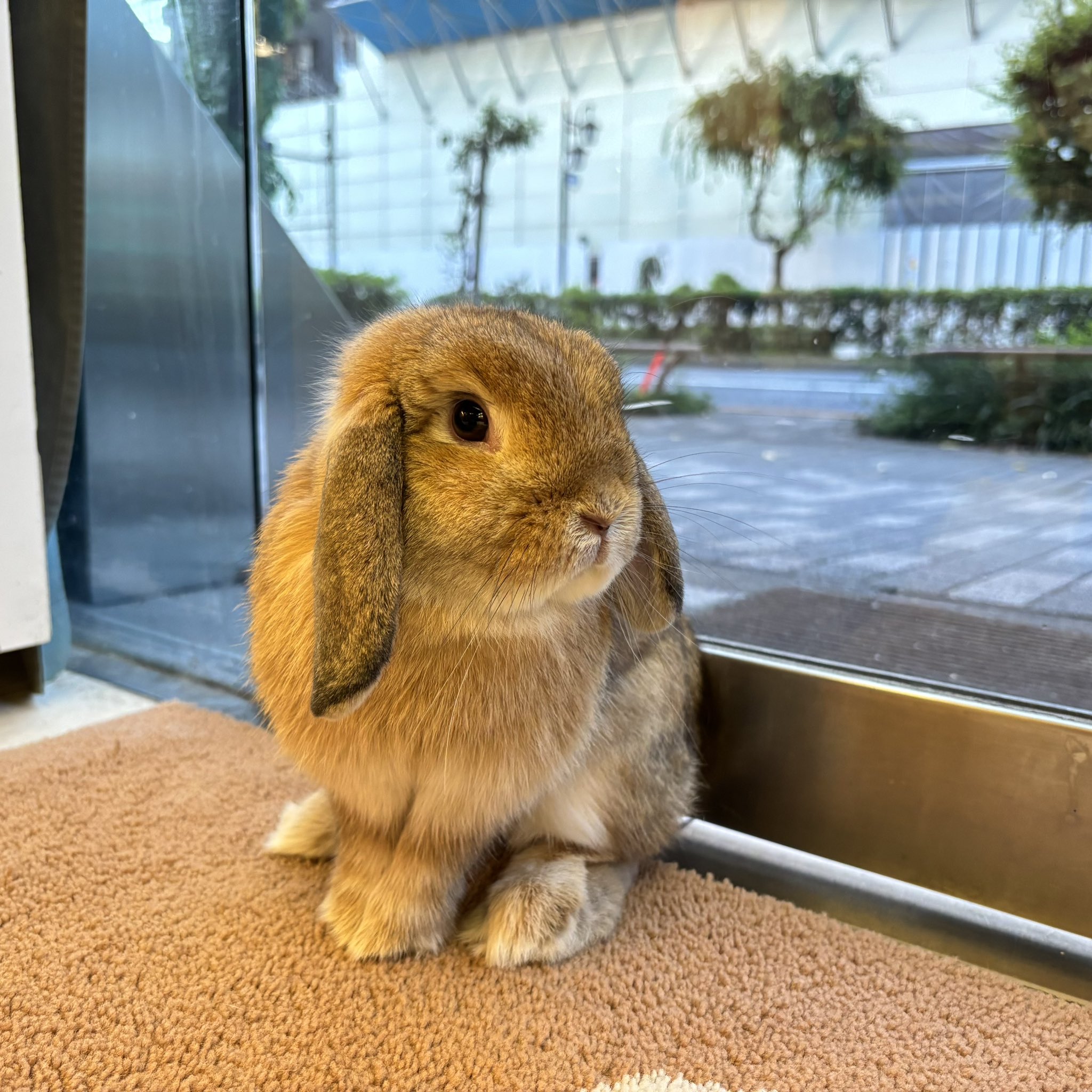 かわいいウサギ おはようございます☀ #うさぎのしっぽ #うさぎのいる暮らし