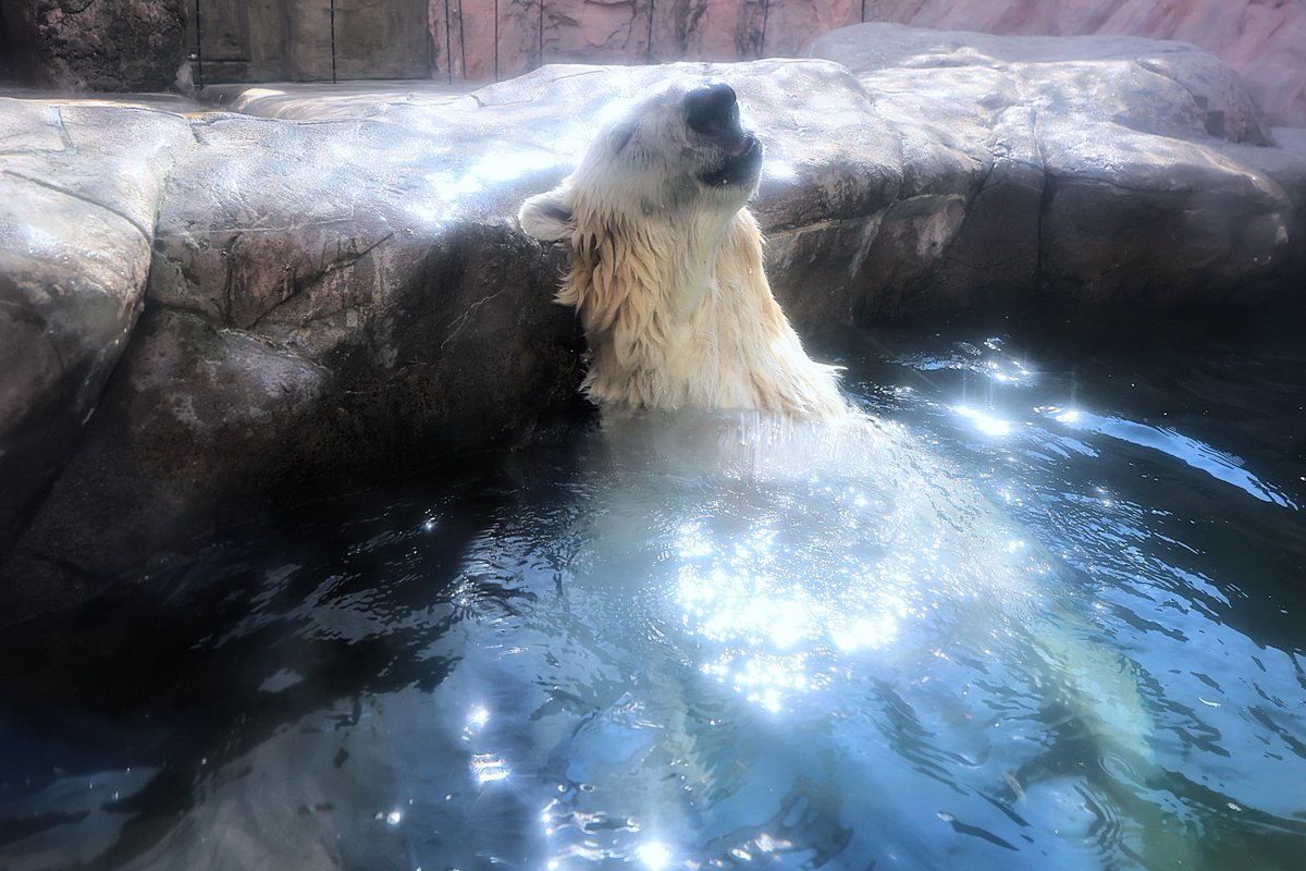 ヘレンド【大人の動物園】ボールで遊ぶ犬 激安単価で ヘレンド【大人の動物園】ボールで遊ぶ犬 立体