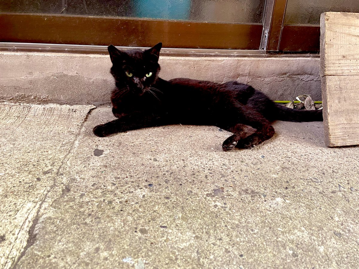 mana_955's tweet photo. 三崎港近くにいた黒猫さん。
近づいたら撫でれ！といわんばかりに近くにごろんw https://t.co/pCRn9fgGFc