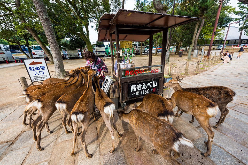 Kevin O’Shea (@madformaple) on Twitter photo Messengers of the Gods: The Sacred Deer of Nara 🦌
NEW EPISODE - Supernatural Japan ⛩️
Apple Podcasts:
podcasts.apple.com/us/podcast/mes…
#Japan #podcast #history #travel #Nara #Japanese #folklore
<a href="/MyTwoYen/">Brian in Fukuoka</a> <a href="/Omni_Hug/">Star River Ikebana</a> <a href="/AstonshngLegnds/">Astonishing Legends</a> <a href="/pjacksonmusic/">Phillip Jackson</a> <a href="/CraigHoffman11/">Craig Hoffman</a> <a href="/davidrmunson/">David R Munson</a> Messengers of the Gods: The Sacred Deer of Nara 🦌
NEW EPISODE - Supernatural Japan ⛩️
Apple Podcasts:
podcasts.apple.com/us/podcast/mes…
#Japan #podcast #history #travel #Nara #Japanese #folklore
<a href="/MyTwoYen/">Brian in Fukuoka</a> <a href="/Omni_Hug/">Star River Ikebana</a> <a href="/AstonshngLegnds/">Astonishing Legends</a> <a href="/pjacksonmusic/">Phillip Jackson</a> <a href="/CraigHoffman11/">Craig Hoffman</a> <a href="/davidrmunson/">David R Munson</a>