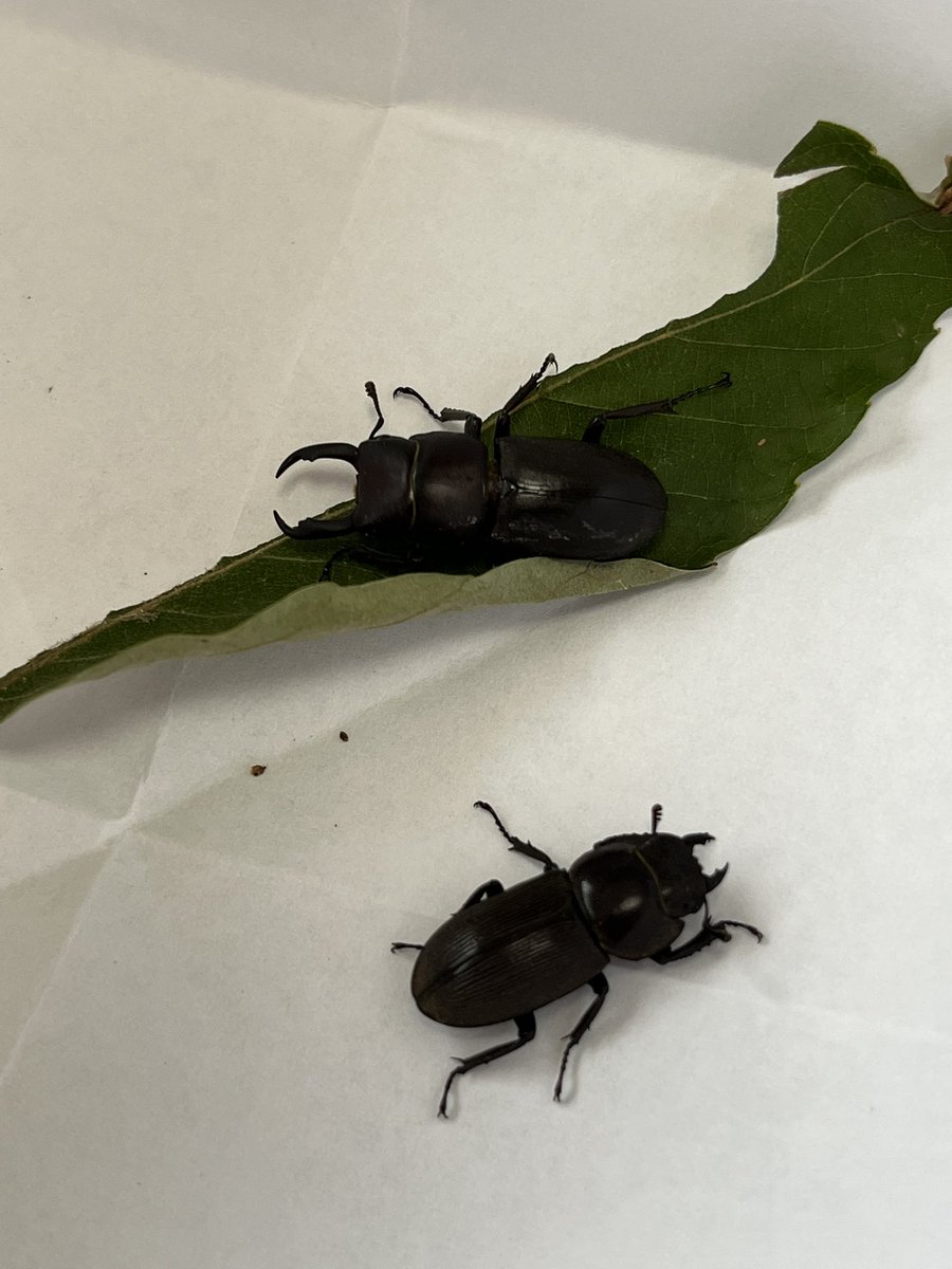 スターホシ (@star__hoshi) / Posts / X