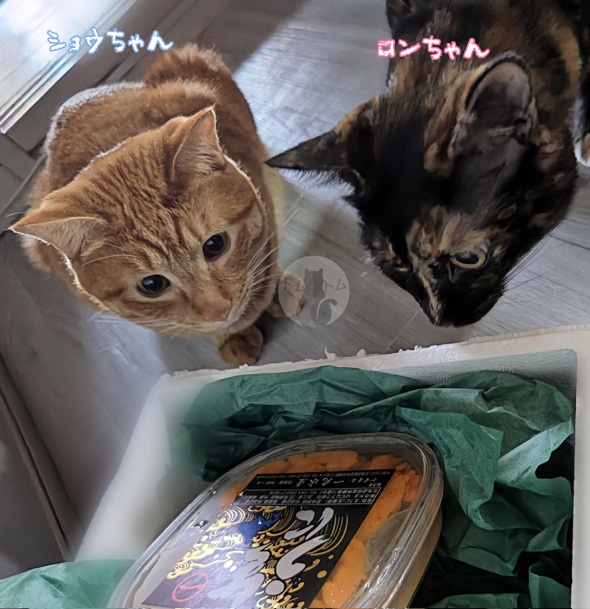 しゃむネコ様 Amazon | JXK 1/6 サイズ シャム サイアミーズ 可愛い ペット 猫