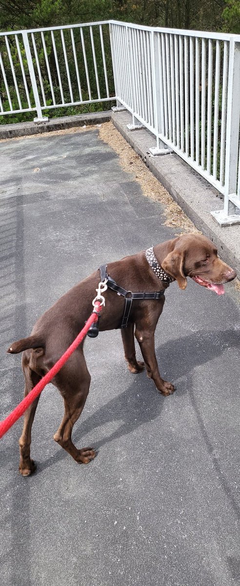 Slayerfan85's tweet image. Beautiful day today 🏴󠁧󠁢󠁷󠁬󠁳󠁿 
The best day I've had in a long time. 

#WALES #cymru #germanpointer #mumbles #Swansea #WALES #mumblespeir #seaair #summer #welsh #welshcoast