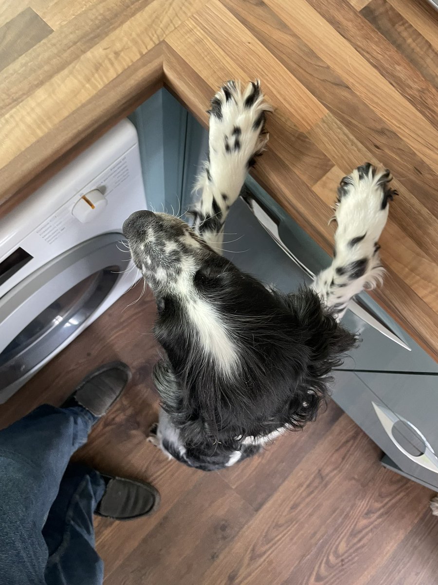 Ahem Purdey Spaniel your paws 🐾 aren’t supposed to be up there  #Countersurfer 😉😂