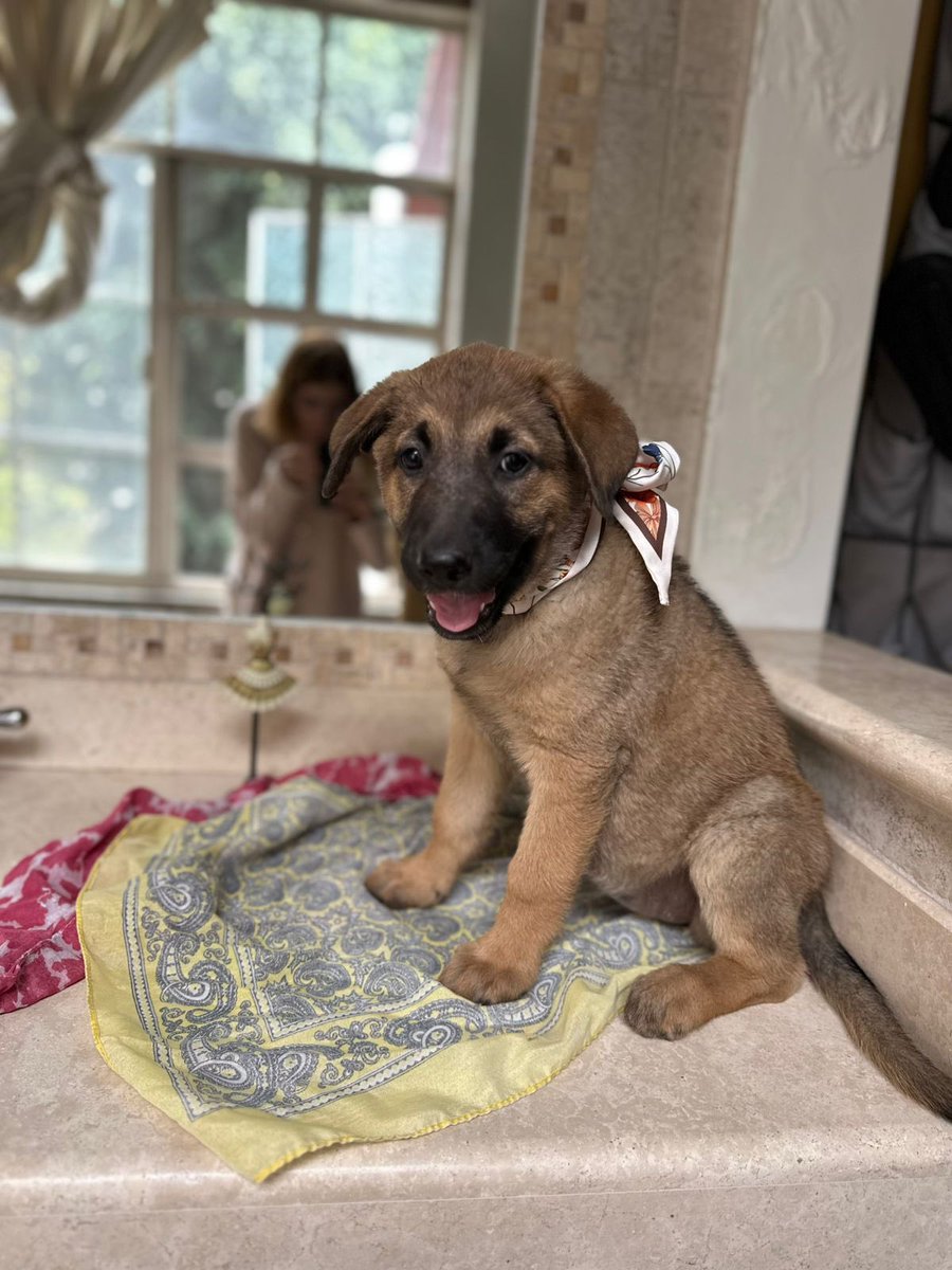 Brunette tiene apenas 3 meses y ya sabe lo que es sobrevivir en la calle… Ahora solo quiere conocer lo bonito de la vida: una camita calientita,mucho amor y una familia que la ame para siempre.

Es juguetona, noble y con todo el amor del mundo por entregar. ¿Le das la