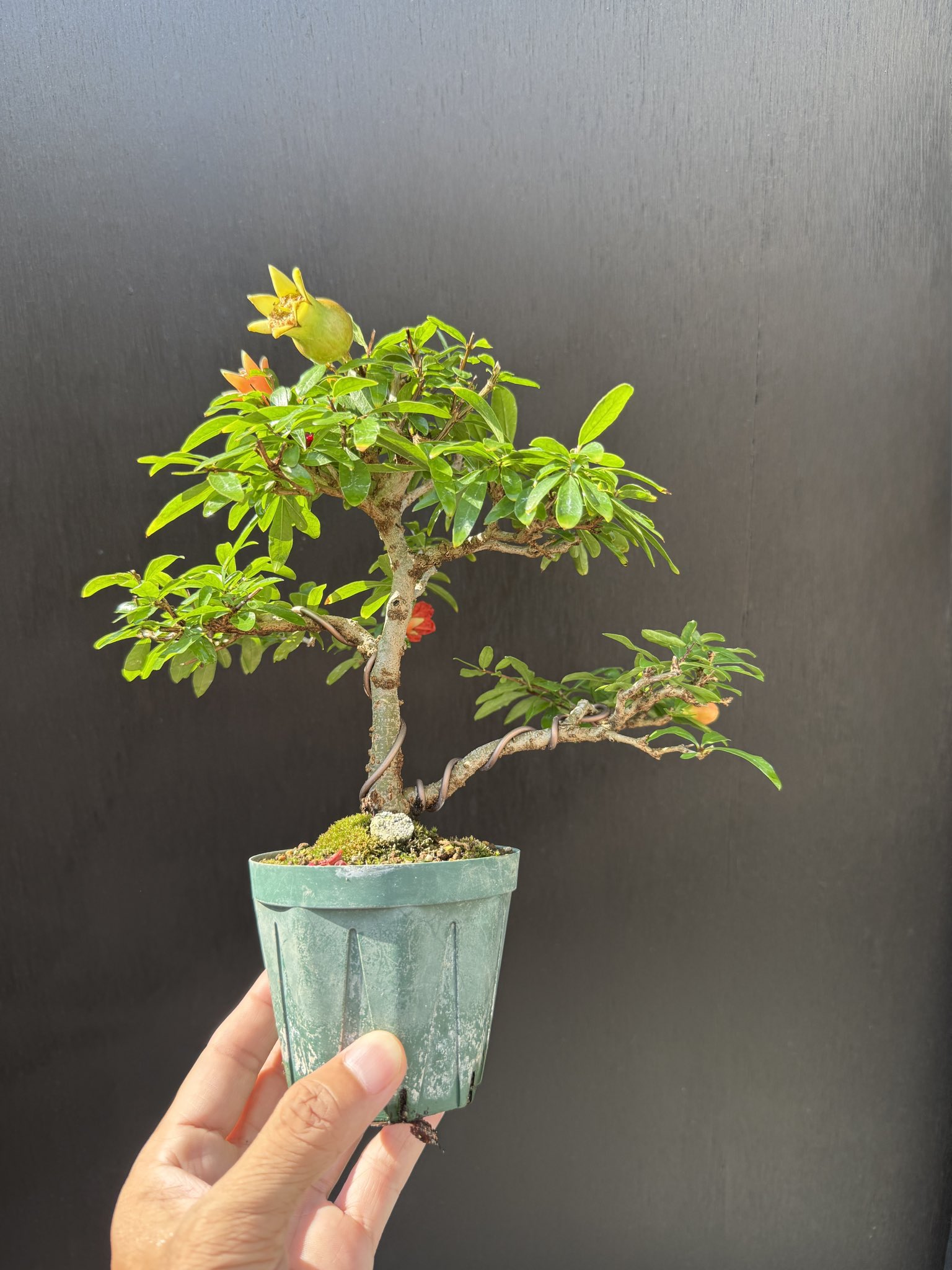 MAZZ ✴︎Insanely Rare✴︎Bomb お盆御宝放出 bonmax-凡盆@趣味盆栽 on X: 