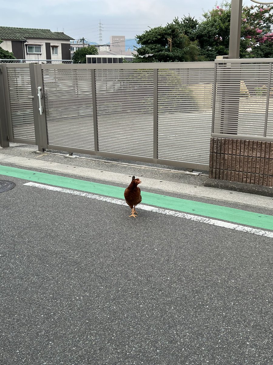bribrim_stone's tweet photo. 道端にニワトリいた https://t.co/8JER1NPERe