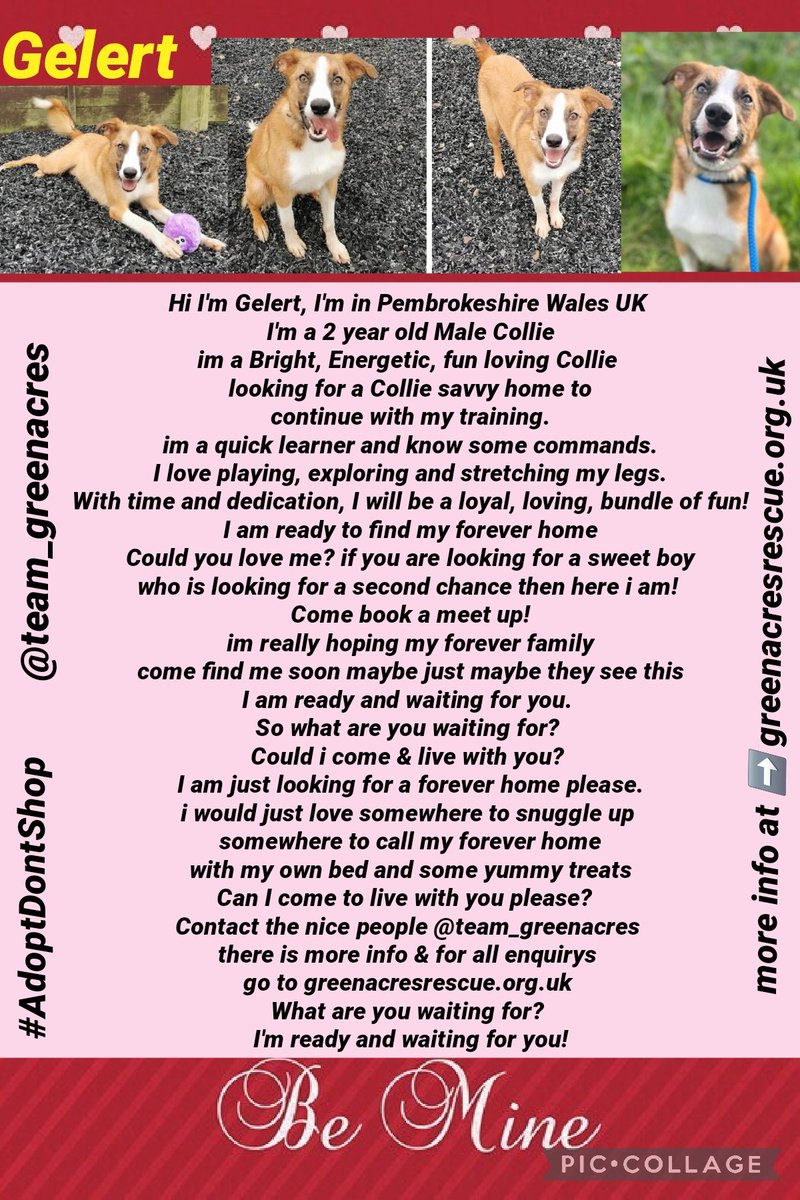Could you love Gelert?
if you are looking for love &amp; think he could live with you,contact  greenacresrescue.org.uk
Paws crossed he will be snuggling up in his furever home watchin #OTLFP with us very soon🙏Can we help find him a home? #AdoptDontShop
<a href="/team_greenacres/">Greenacres Rescue</a> #Wales #UK