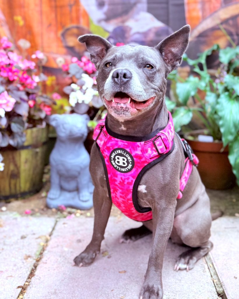 IsaMary2021's tweet image. Friends, if you loved my new harness it was bought pre-loved from a wonderful Registered Charity in Wales. Please give @petsfoodbank a follow.  Check out their eBay page ebay.co.uk/usr/petfoodbank or locals can visit their pop up shops for some absolute bargains🩷 #IsaMary #DogModel