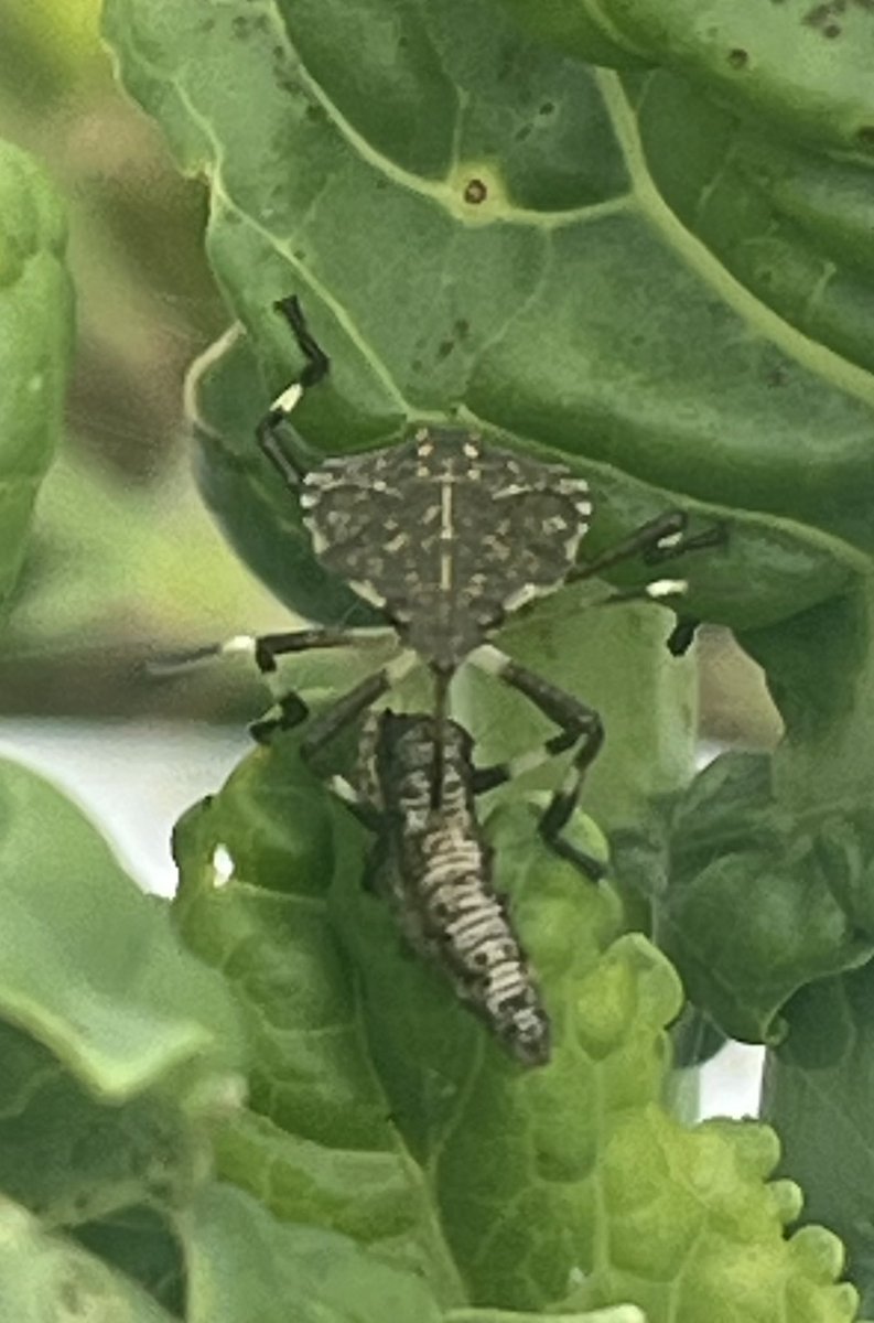 Tom Kuhar tweet media