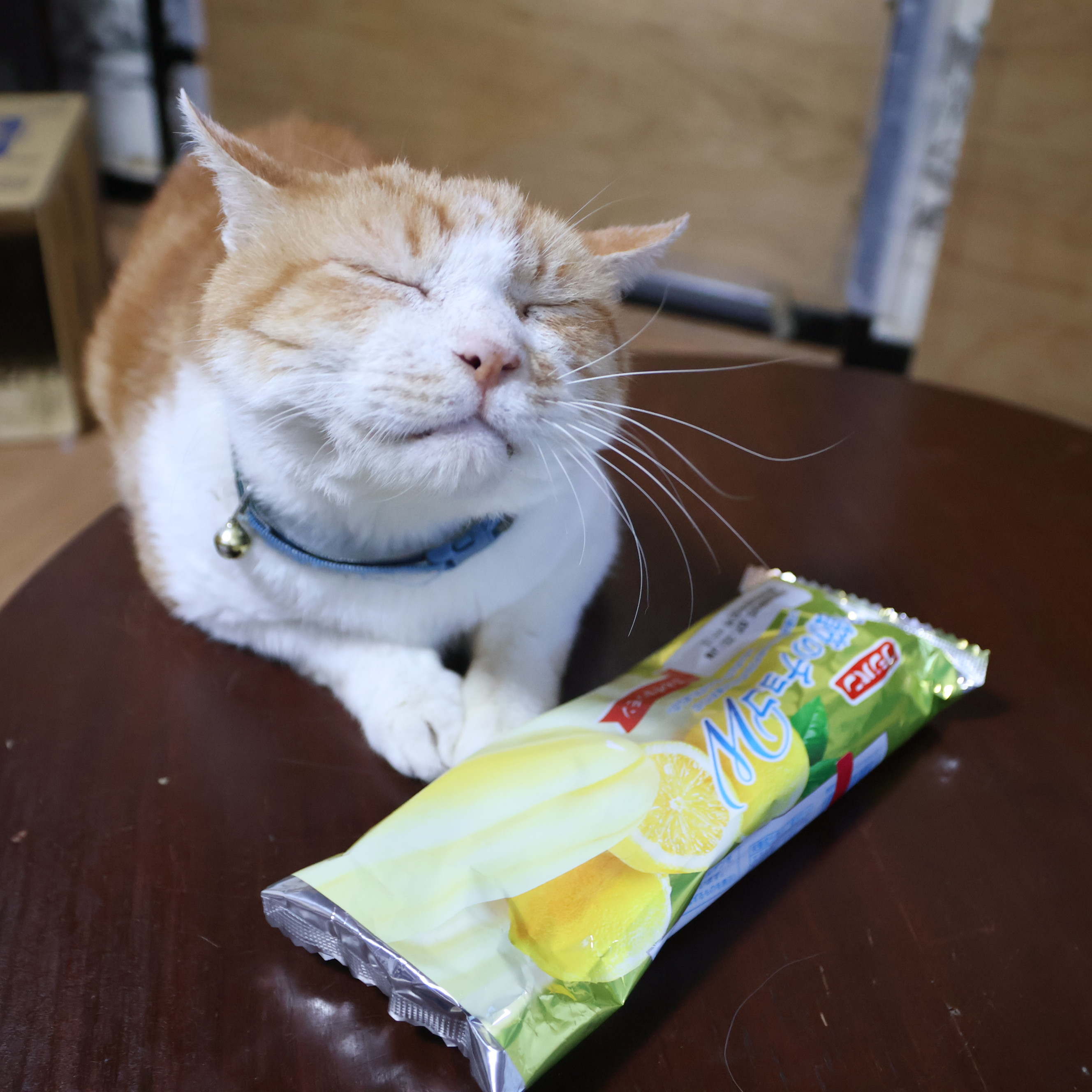 かご猫 blog (@shironeko_1) / X