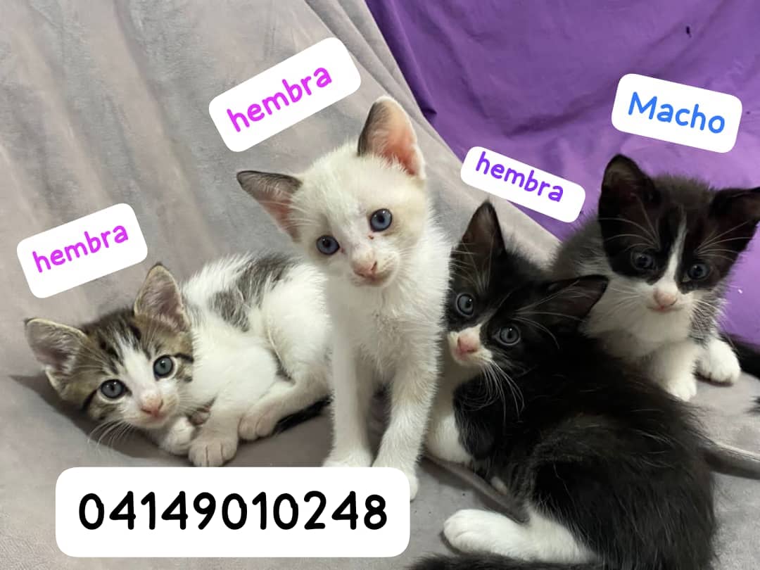 Def_LasAcacias's tweet photo. Gatitos en adopción, aproximadamente mes y medio de edad.
Número de contacto Ana https://t.co/4bXfQ3SVdR