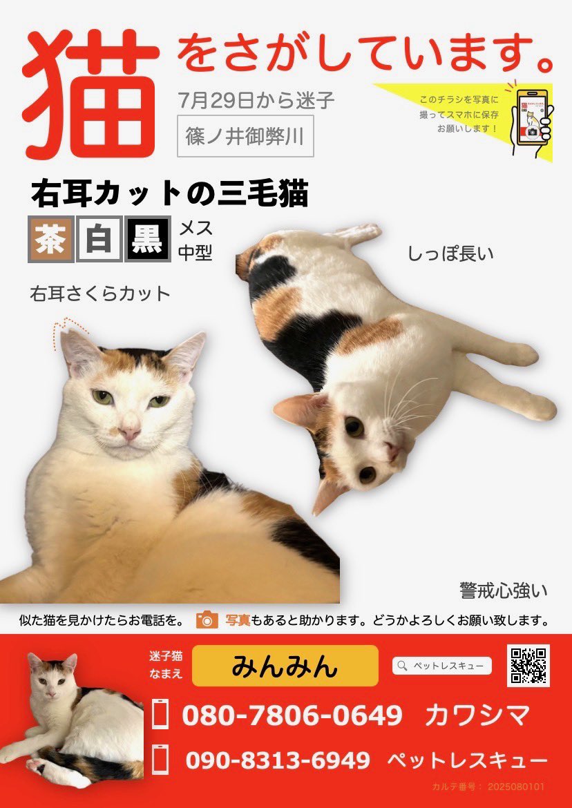 探しています。
宜しくお願いいたします🤲

#拡散希望
#迷子猫