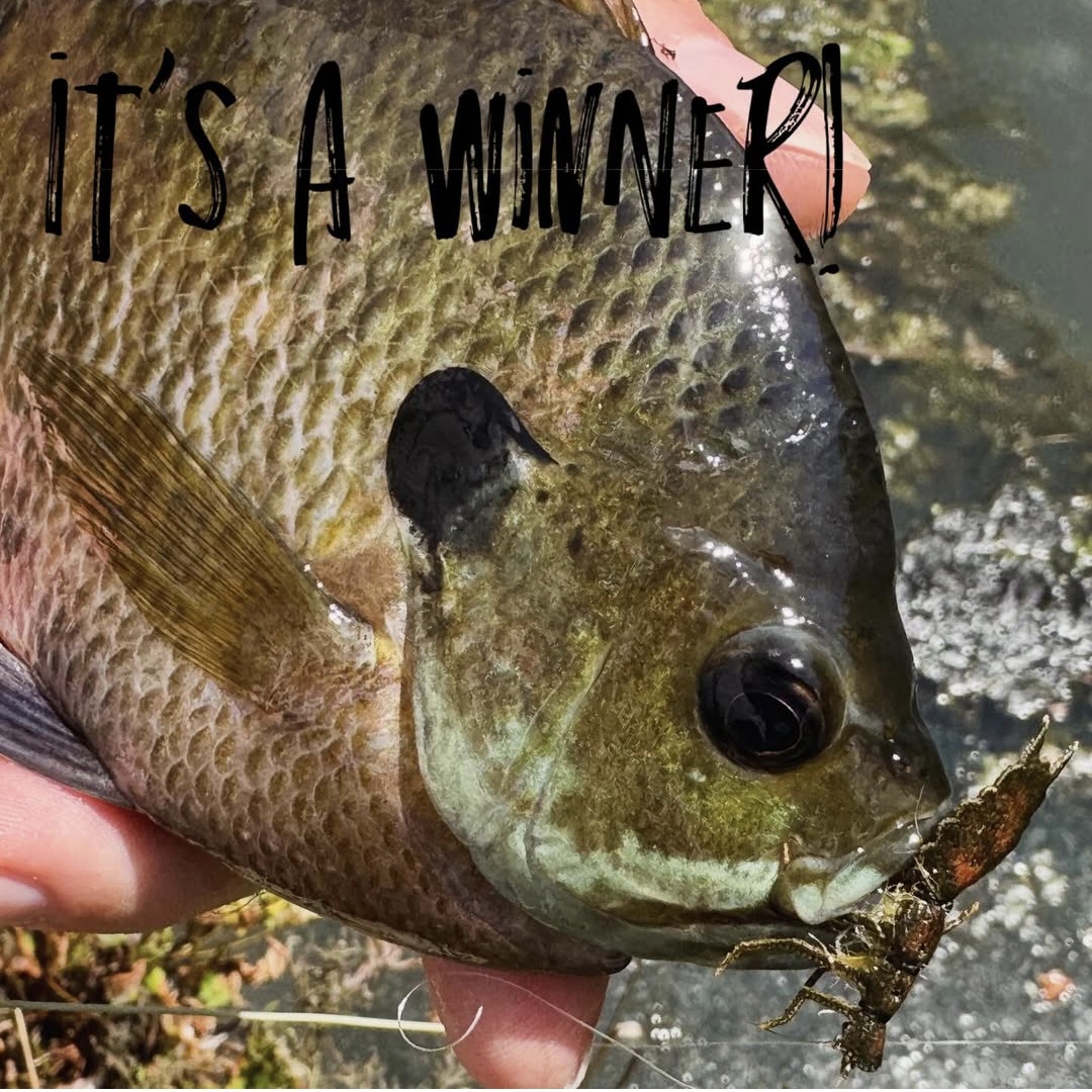 It's a winner! Brilliant tying and angling from Pro Team member Bart Lombardo with this Dragon Fly Nymph tied with our new ABCs! semperfli.net/UDGN000.html

A quick fire 45min session saw Bart have some huge success with a dozen Bluegills and a few Bass too! Super work, Bart!