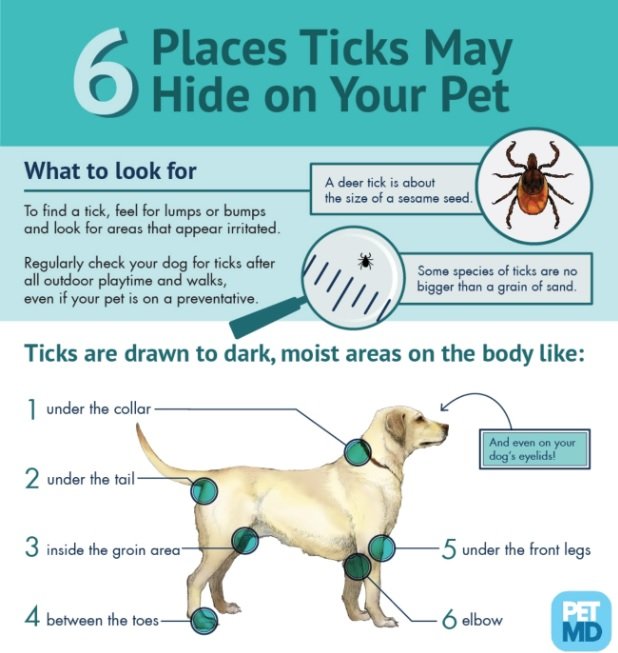 #OTLFP 
Caution‼ Warm weather means ticks! 😱 Regularly check your pets for ticks after all outdoor time. Use this helpful guide to be sure you keep your pets free of the nasty little beasts