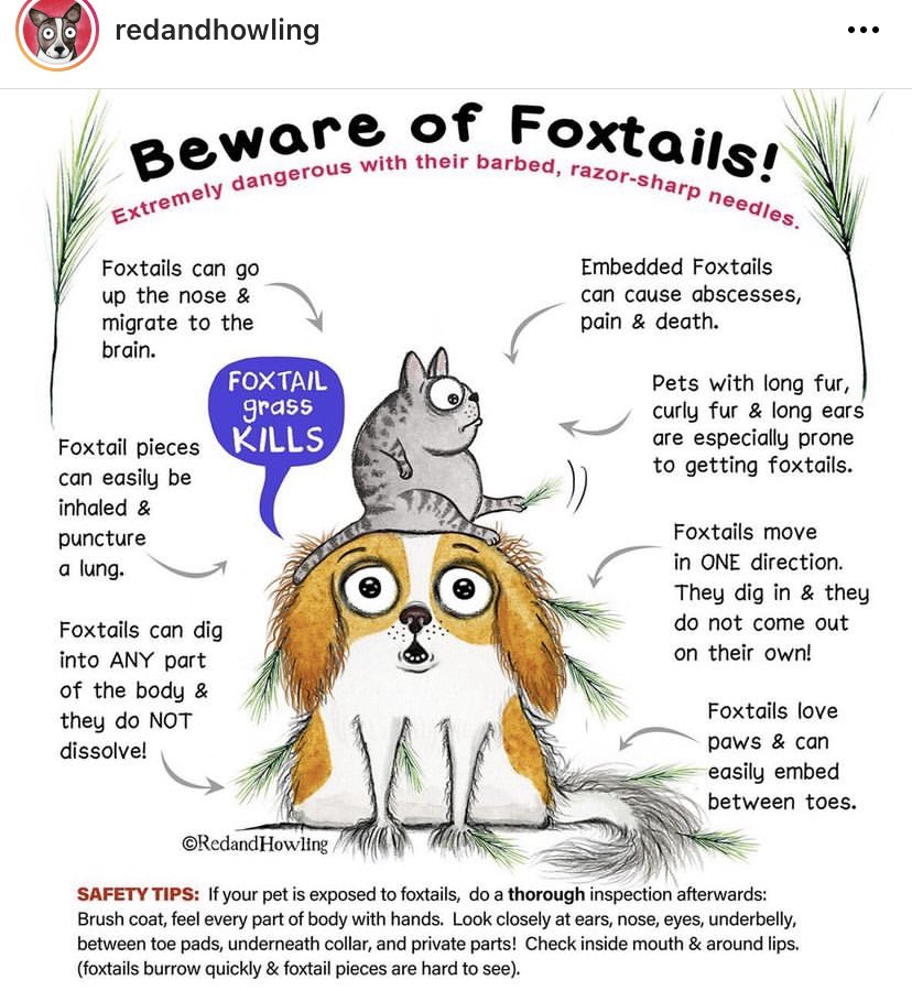 Here's a #OTLFP warning about foxtails&amp;Grass Seed🌾Get your humans to check you over after a walk. Especially paws,but also your mouth, ears, nose, under collar &amp; your pee pee bits!
They have sharp pointy ends &amp; can get stuck &amp; you need to go to vet to have removed!