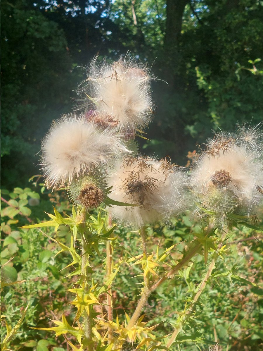 The softest clouds of thistledown 💜
