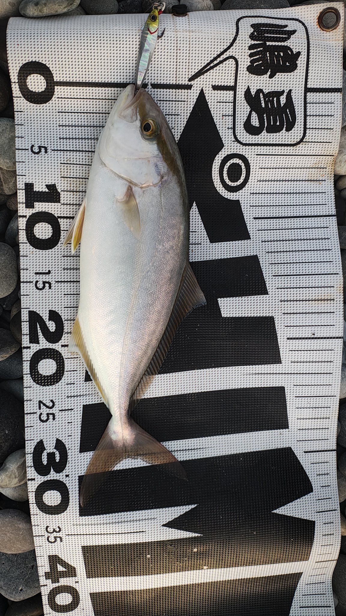 しろくま♡お魚さん シロクマさん🐻‍❄️ on X