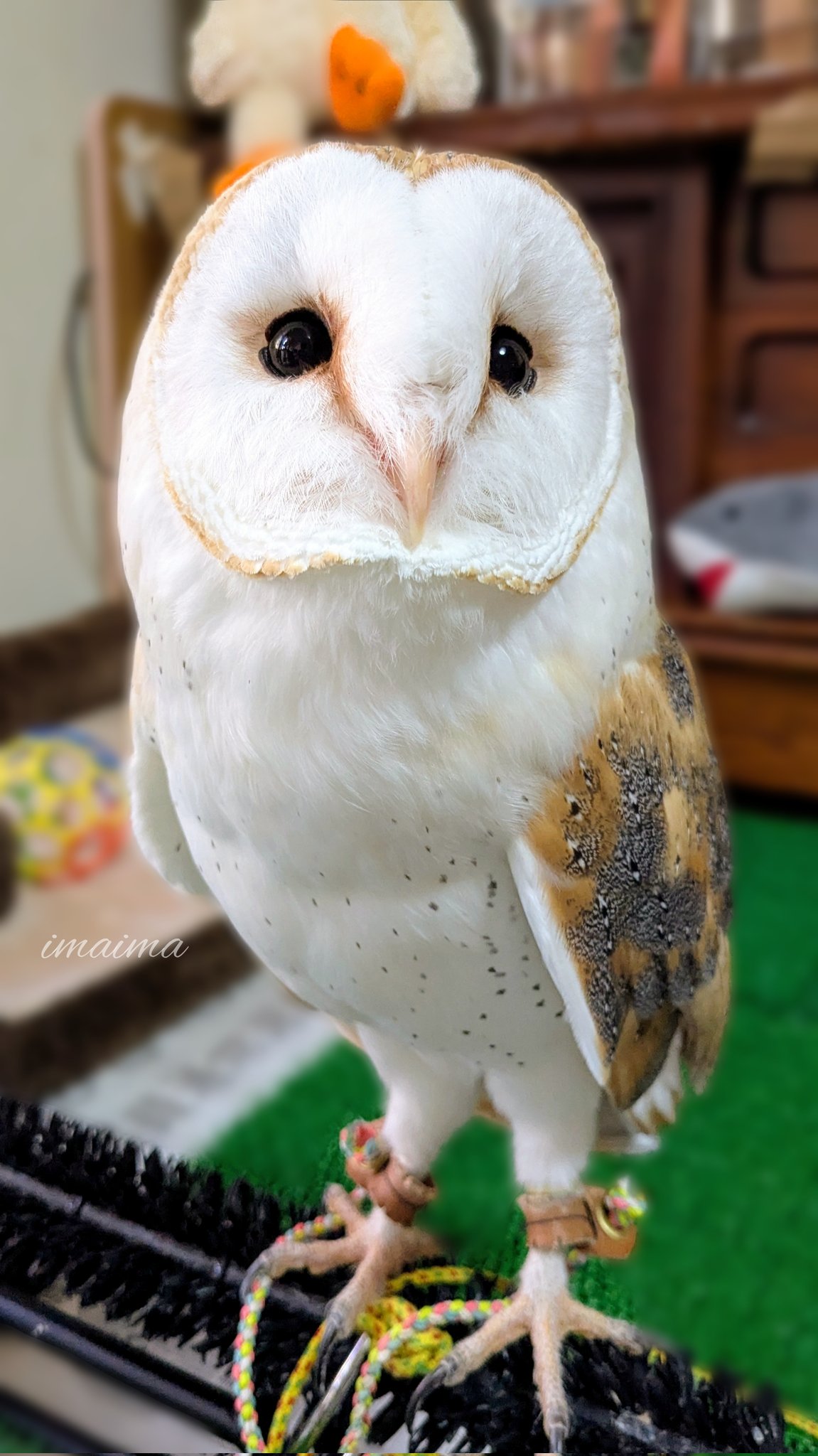 【G　ふくろうおばあちゃんの日向ぼっこ】 まるで液体!? 窓際で日向ぼっこするフクロウに約7万人が驚愕