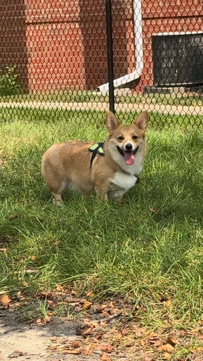 corgi monster went to the dog park today 🐾