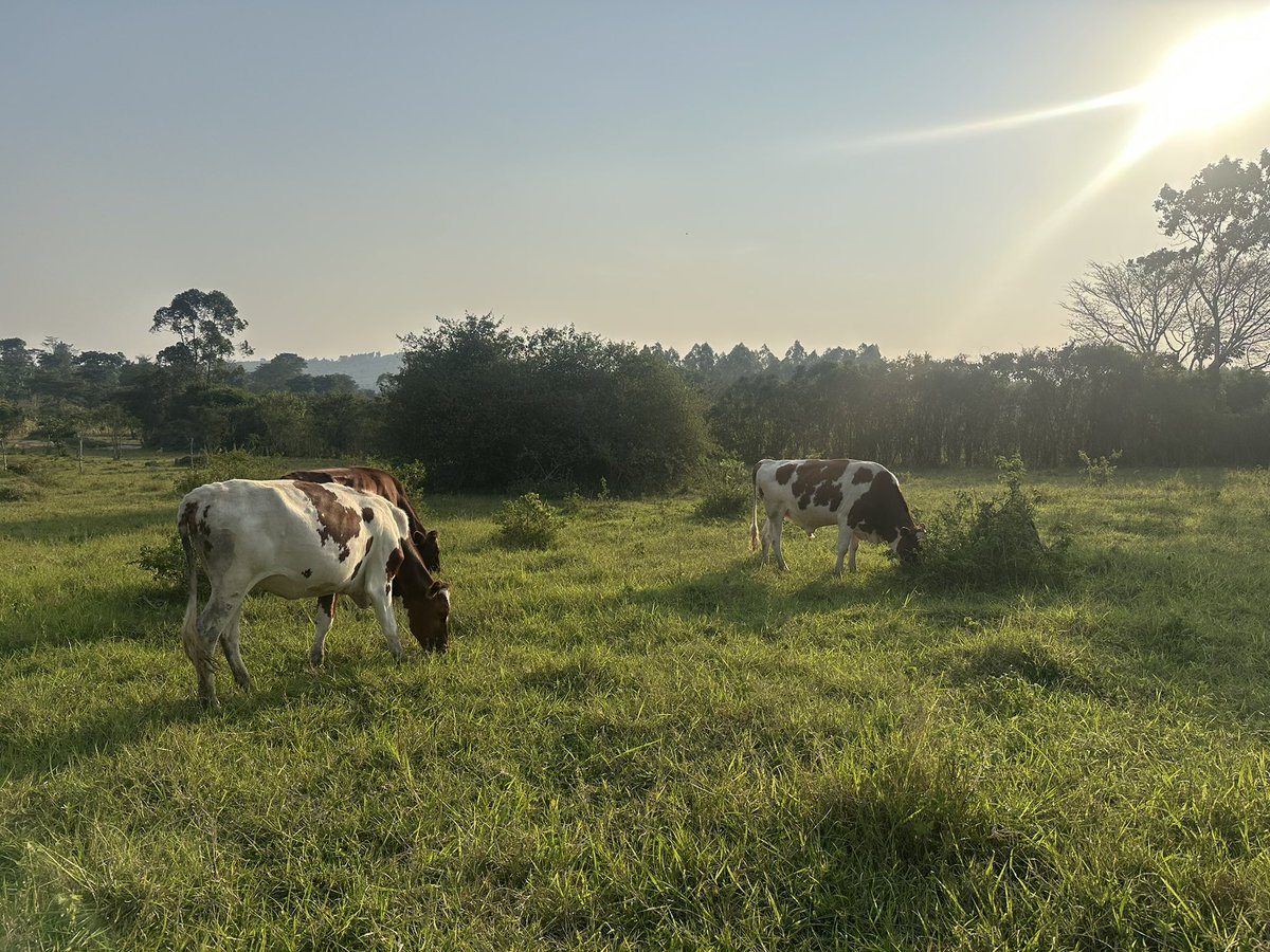 “Too much truth puts sadness in your heart and madness in your mind” - Drasa (The Gorge, 2025)

#RaisedByCows