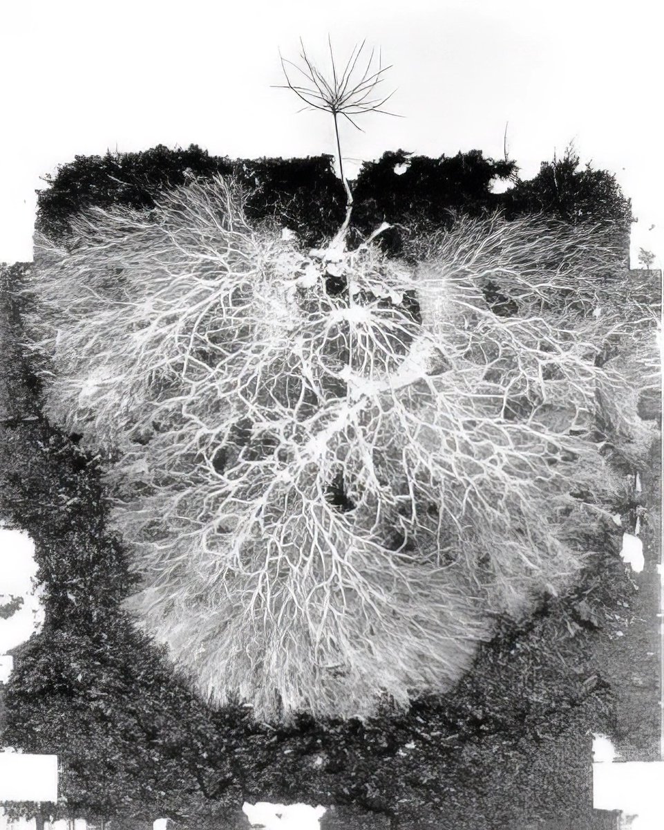You are the node and network.