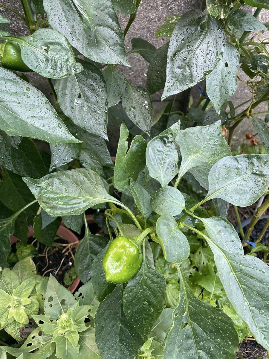 高峰圭二 tweet media