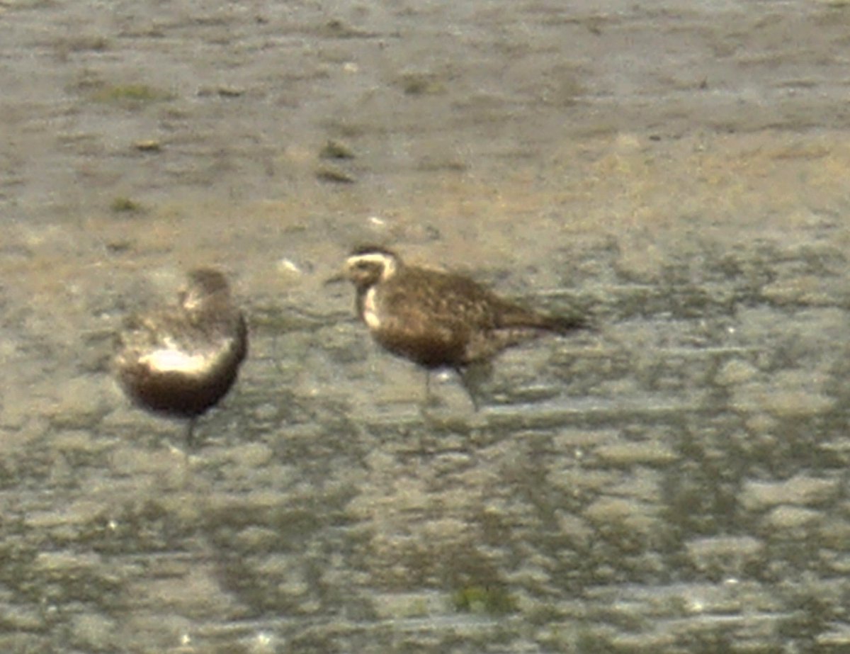 The American Golden Plover showed much better this evening