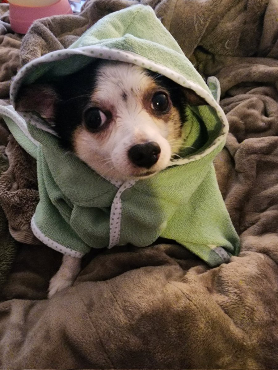 Thor got a bath! He is not pleased with us right now 😂, but he sure looks cute!