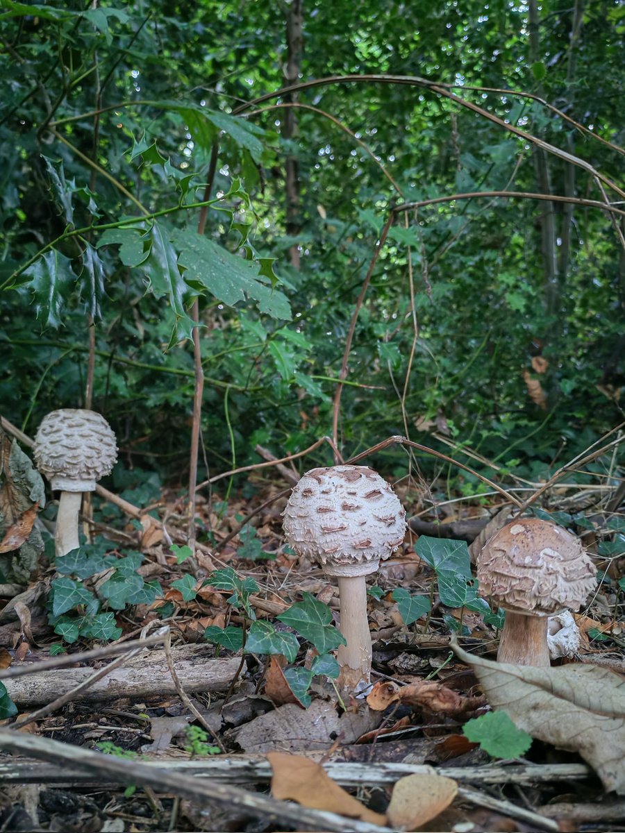 Shaggy Parasol at Upper Fullingpits Wood. This former coppice once had an open structure, with a ground flora dominated by bluebell. Now high forest with a dense understorey of holly, yew, hazel, wild privet, dogwood, hawthorn, bramble &amp; ivy. Biodiversity &amp; biomass has increased.