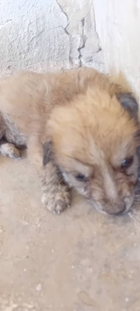 SSDRESCU's tweet image. There are a lot of ideas in my head A lot of oppression in my heart A lot of pain Why the whole world stands just watching The hunger of those poor, poor animals I swear to you to death Due to hunge Not one dollar remains To help to imagine One dollar saves those poor animals 💔