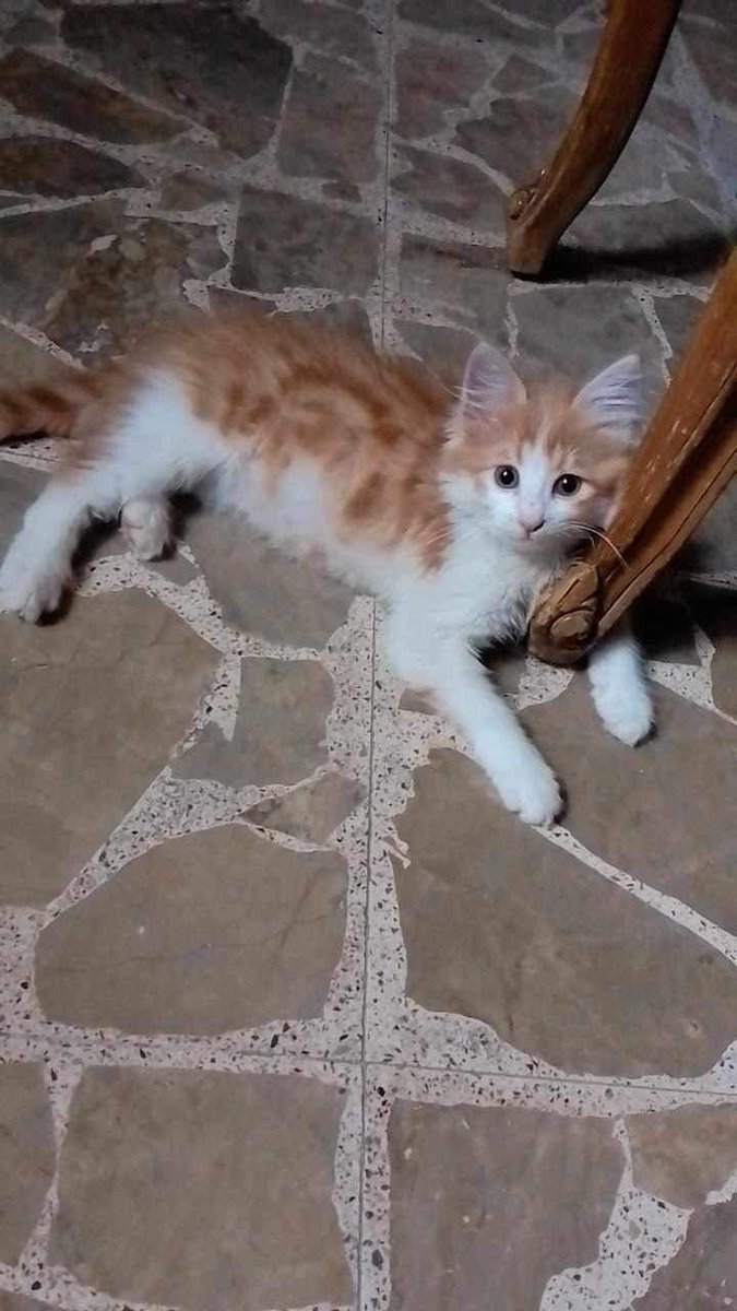 SSDRESCU's tweet image. There are a lot of ideas in my head A lot of oppression in my heart A lot of pain Why the whole world stands just watching The hunger of those poor, poor animals I swear to you to death Due to hunge Not one dollar remains To help to imagine One dollar saves those poor animals 💔