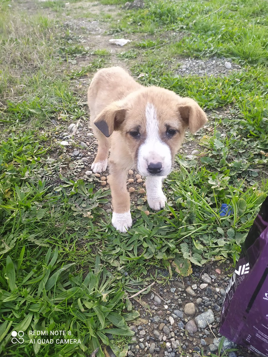 SSDRESCU's tweet image. There are a lot of ideas in my head A lot of oppression in my heart A lot of pain Why the whole world stands just watching The hunger of those poor, poor animals I swear to you to death Due to hunge Not one dollar remains To help to imagine One dollar saves those poor animals 💔