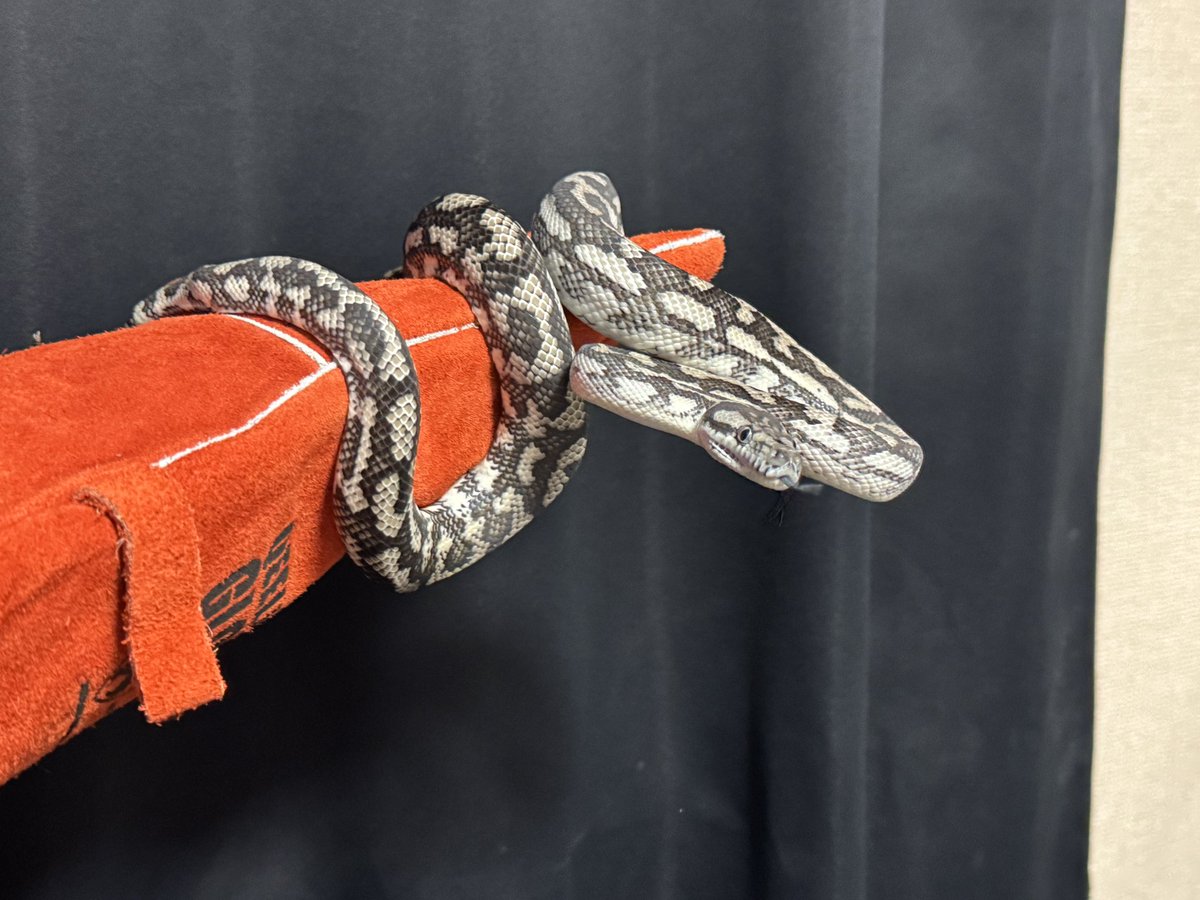 GDB6335's tweet image. スローペースで成長中の
アルビノゼブラに
サングロー
アザンタイガー
#カーペットパイソン
#carpetpython