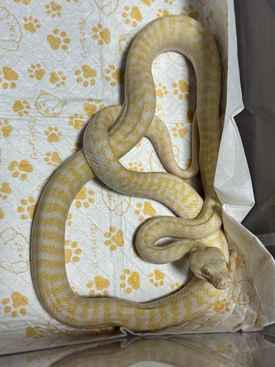GDB6335's tweet image. スローペースで成長中の
アルビノゼブラに
サングロー
アザンタイガー
#カーペットパイソン
#carpetpython
