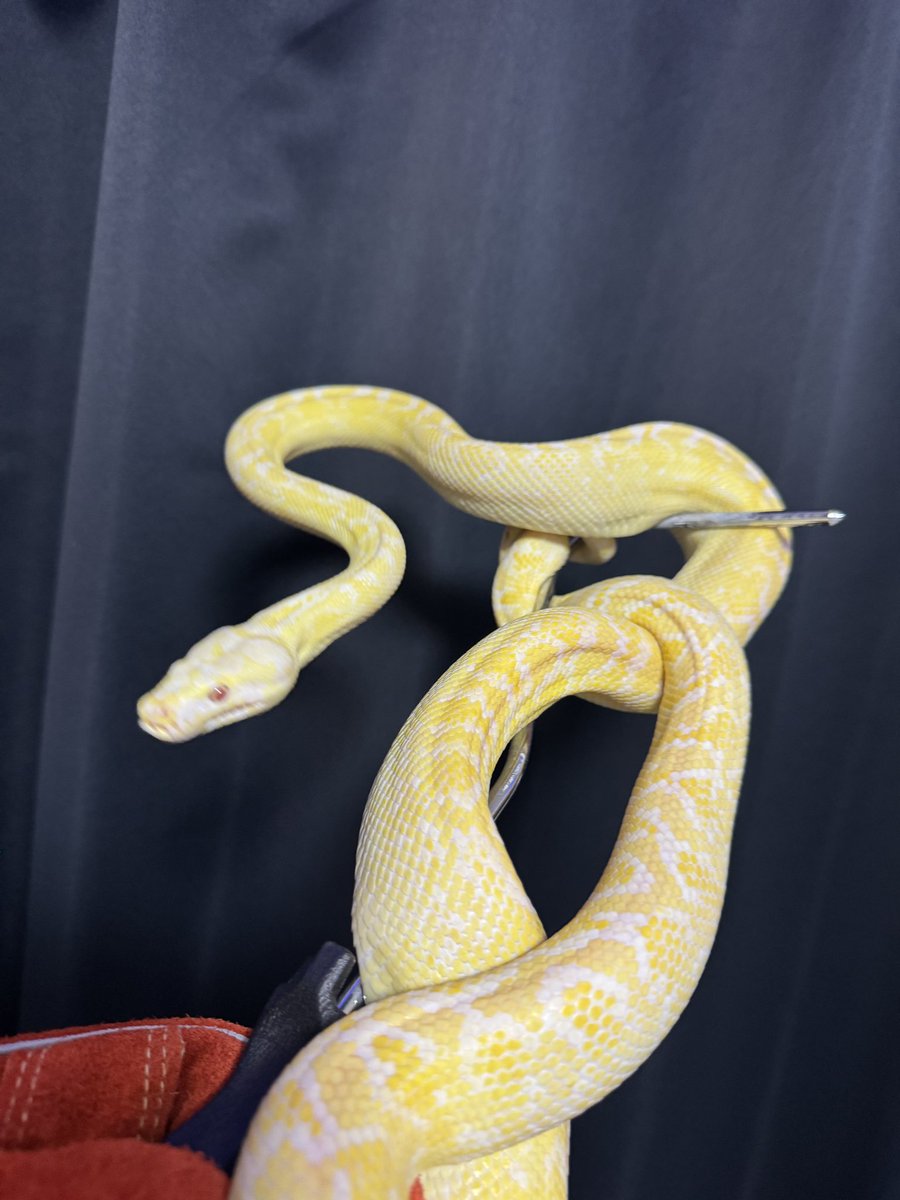 GDB6335's tweet image. スローペースで成長中の
アルビノゼブラに
サングロー
アザンタイガー
#カーペットパイソン
#carpetpython