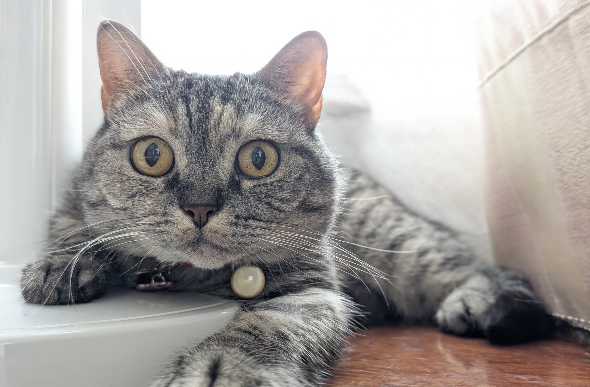 猫ぷぷ 猫壱 キャットプレイキューブ ホワイト（4580471868065）｜猫