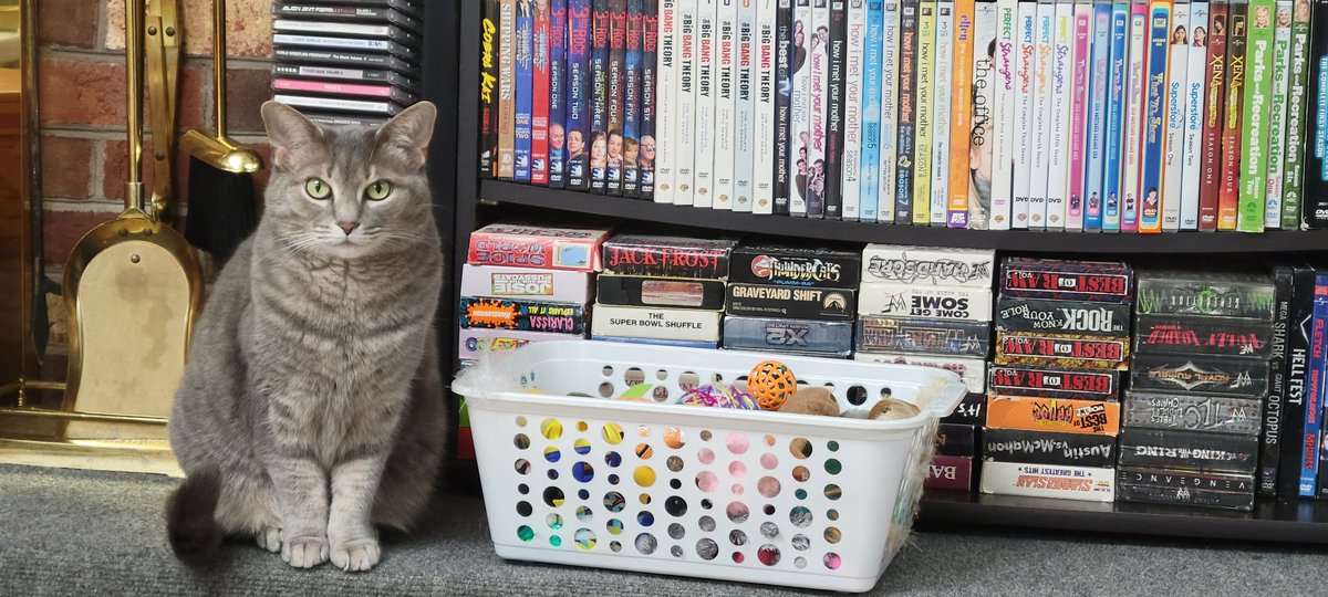 Me: Ready to watch WWE Summerslam Slam.

Tilly: Ready to play with her cat toys. 😆🐱 lol

<a href="/AllNaturAshley/">Ashley America</a>, <a href="/RealJamesQuinn/">JAMESON QUINN</a>, <a href="/IamKevinMMari/">Kevin Mari</a>