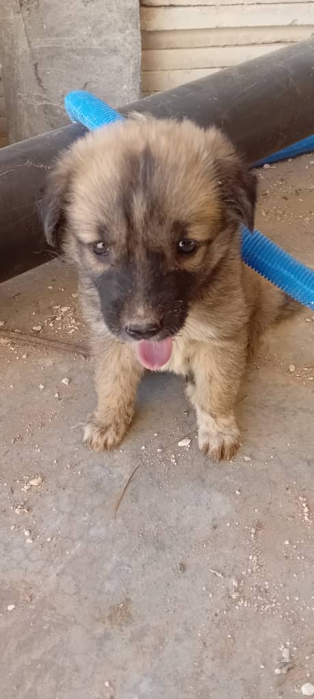 SSDRESCU's tweet image. A tongue was unable to speak and lost Words of oppression and sadness Please try. Rescue Those poor people The pictures speak their freshness You speak Help us in the price of a cup of coffee We do not want more than that 🙏🙏🆘Sostoanimals@gmail.com🙏This is a Bibal link 😭🙏🆘