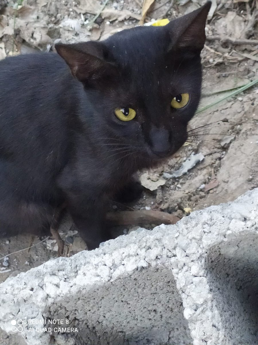 SSDRESCU's tweet image. A tongue was unable to speak and lost Words of oppression and sadness Please try. Rescue Those poor people The pictures speak their freshness You speak Help us in the price of a cup of coffee We do not want more than that 🙏🙏🆘Sostoanimals@gmail.com🙏This is a Bibal link 😭🙏🆘