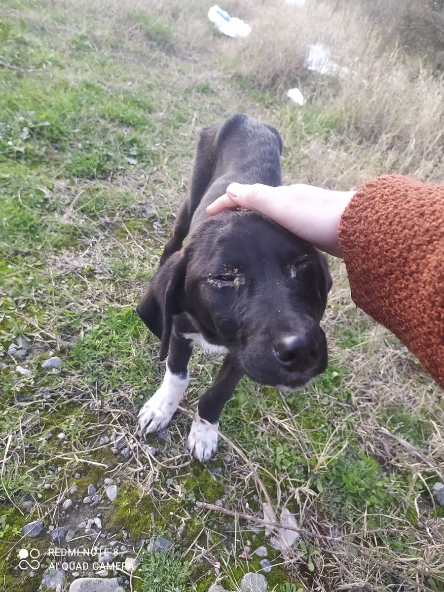 SSDRESCU's tweet image. A tongue was unable to speak and lost Words of oppression and sadness Please try. Rescue Those poor people The pictures speak their freshness You speak Help us in the price of a cup of coffee We do not want more than that 🙏🙏🆘Sostoanimals@gmail.com🙏This is a Bibal link 😭🙏🆘