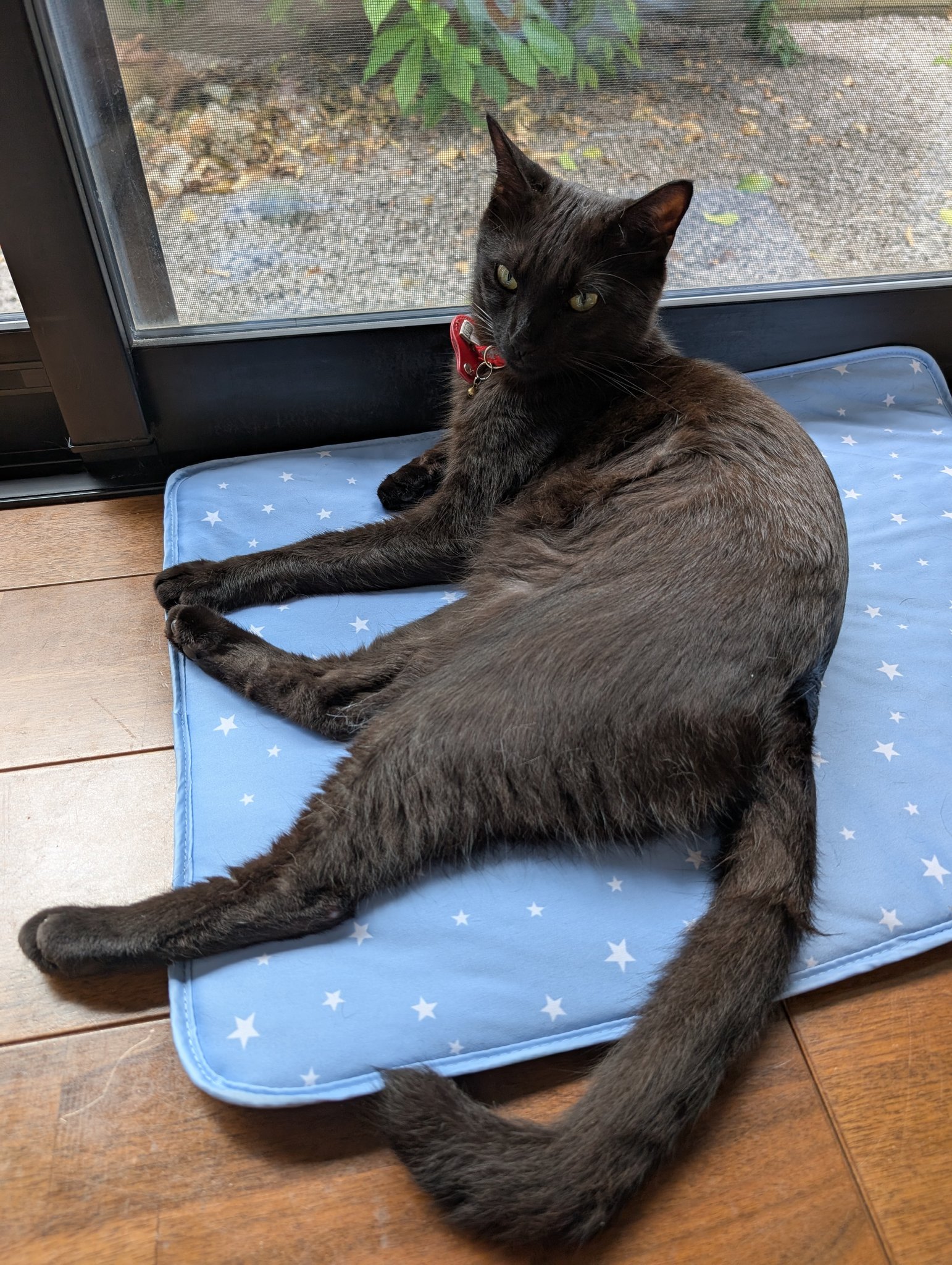ねこ クーポンでさらにオトク／【MAISON】宇宙船付き 木製キャット