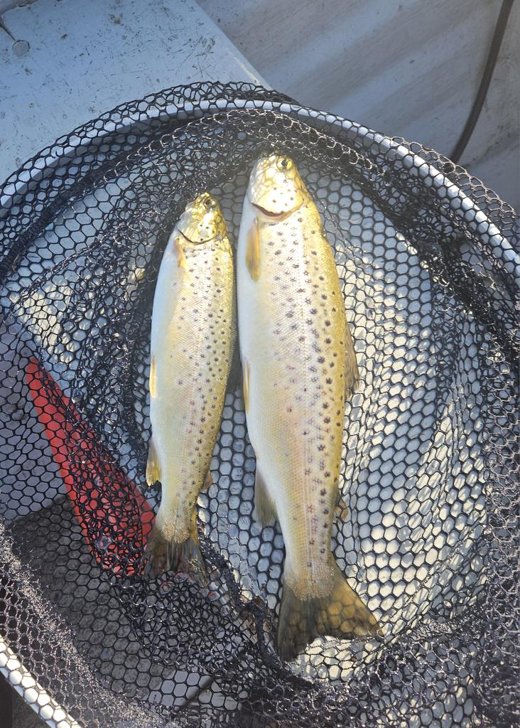 LevenStevens tweet media