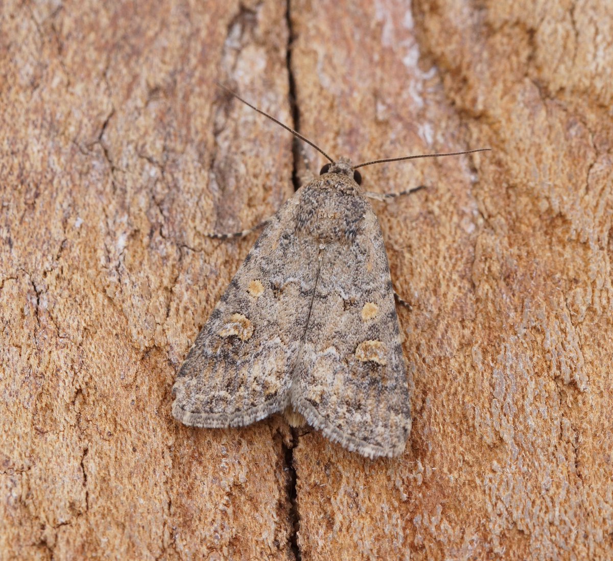 Ben Sale (@flyinginfordham) on Twitter photo 2x Small Mottled Willow to light on the 25th July at Chippenham Fen, East Cambs. One was a rather nice specimen. <a href="/MigrantMothUK/">Migrant Lepidoptera</a> 2x Small Mottled Willow to light on the 25th July at Chippenham Fen, East Cambs. One was a rather nice specimen. <a href="/MigrantMothUK/">Migrant Lepidoptera</a>