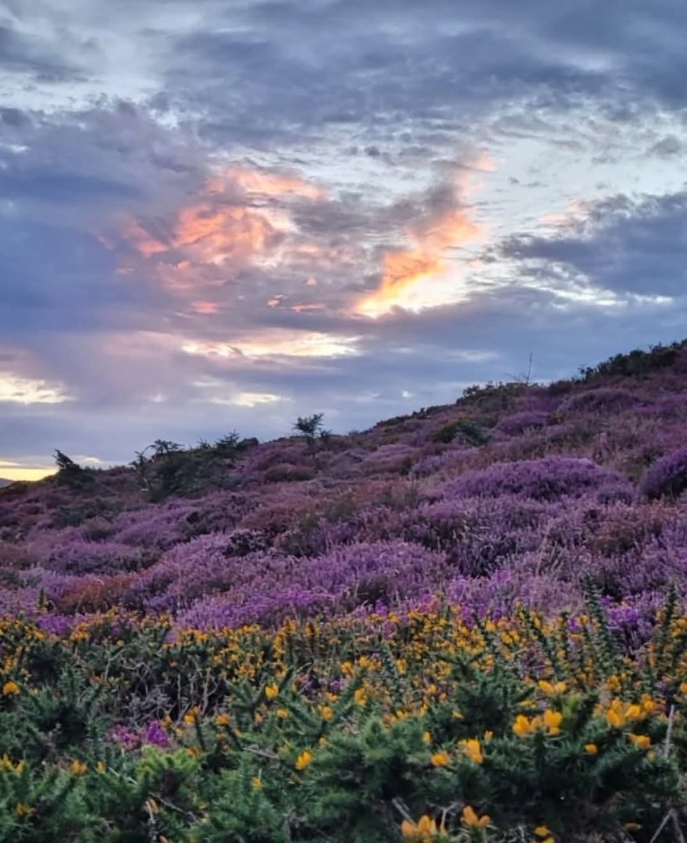 ThisIsIreland3's tweet photo. Twilight over the Wicklow Mountains 🌄

📍Co. Wicklow, Éire 🇮🇪 

📸 Monika P. Photography

#GreatSugarLoaf #wicklowmountains #ireland #aftersunset #summer #sunsetlovers #heather 💜 https://t.co/jUqLZOJZEe