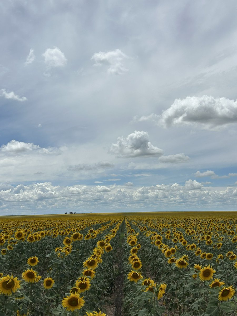 Does anyone around the high plains area have a sunflower header they're wanting to sell? I just want to put out some feelers before I drive to the dakotas for one.