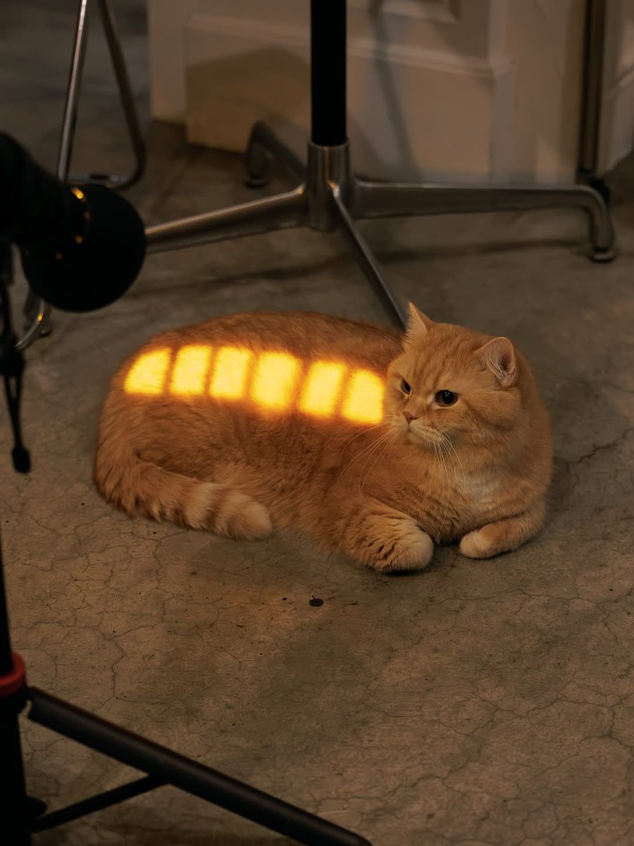 cat bus