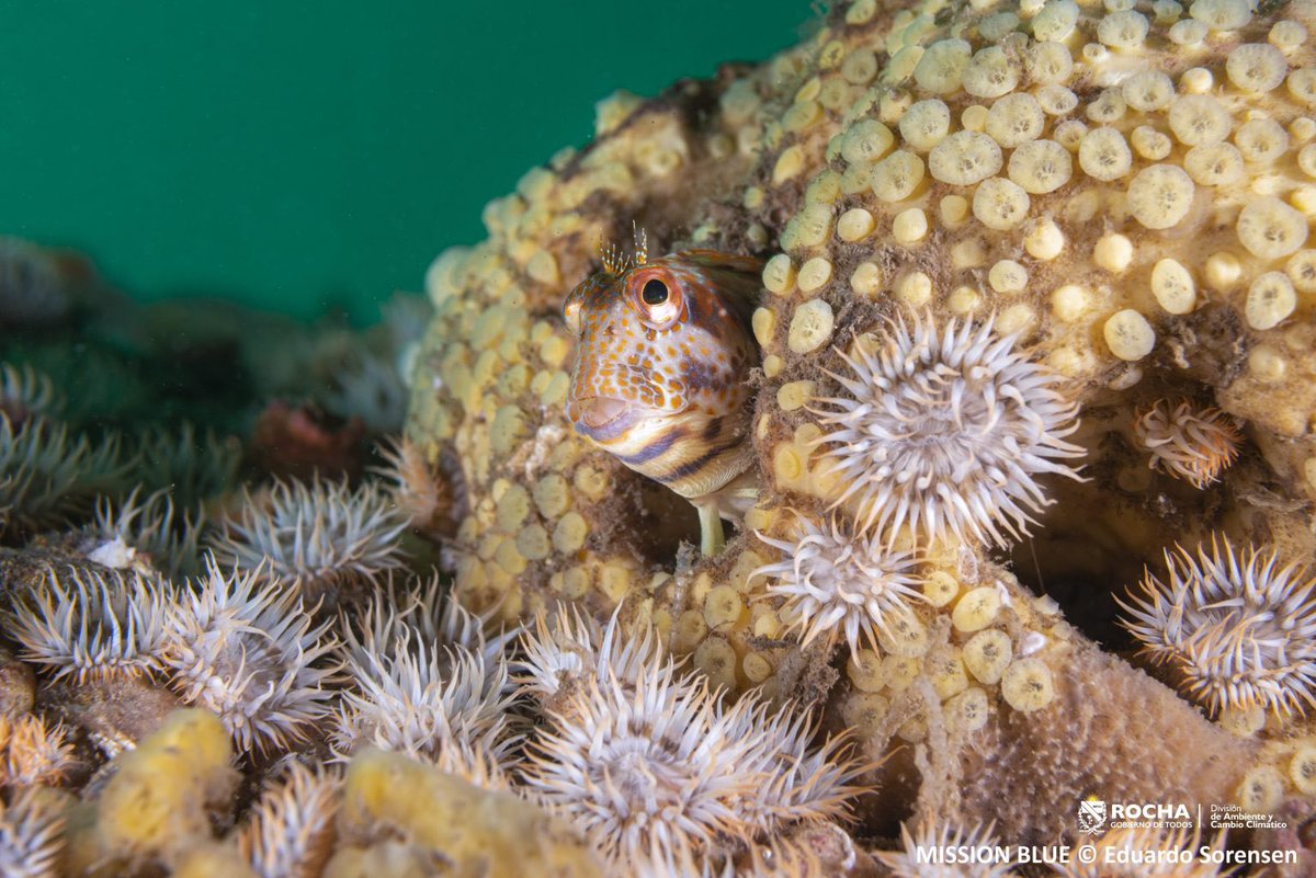 El mismo buque que está haciendo la expedición en el mar argentino, va a continuar por el fondo marino del margen continental de Uruguay con científicos de Udelar y de la sede del CURE.
Solo para que se imaginen lo que será, a 80km de Rocha, nuestro fondo marítimo se ve así