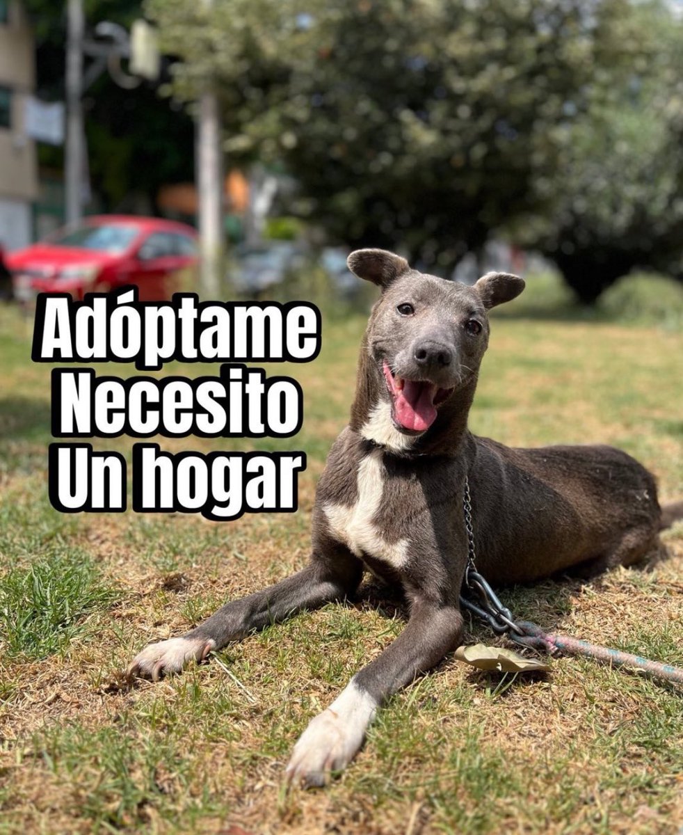 Maggie lleva varios meses en busca de una familia.
Es una perrita de tamaño mediano,fácilmente puede vivir en departamento.🥹

Es un poco tímida cuando recién te conoce pero si la acaricias y le hablas cariñosamente te empieza a abrir su corazón.♥️ 
Estamos en CDMX.