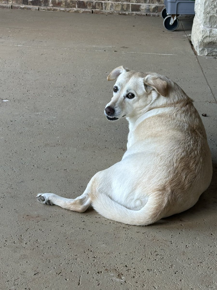 Kathleen Close (@pijaneok) on Twitter photo <a href="/MrPitbull07/">Mr PitBull</a> Ugh. Animal heartache is worse than human heartache for me. I love animals. I have a rescue named Lady. It has taken her 6 years to trust. She now knows in her heart she is safe and loved and will never be hurt again. This is her right now <a href="/MrPitbull07/">Mr PitBull</a> Ugh. Animal heartache is worse than human heartache for me. I love animals. I have a rescue named Lady. It has taken her 6 years to trust. She now knows in her heart she is safe and loved and will never be hurt again. This is her right now